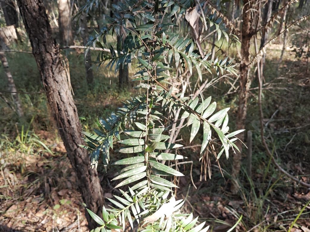 Araucaria bidwillii - council-listed tree