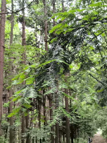 Taxus wallichiana, 2025-05-15