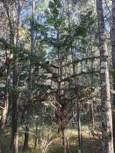 Araucaria bidwillii