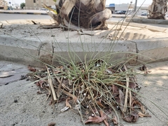 Cyperus conglomeratus