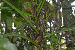 Syngonium hoffmannii