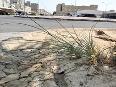 Cyperus conglomeratus