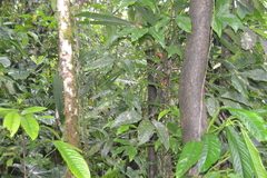 Syngonium hoffmannii