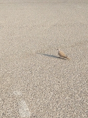 Streptopelia decaocto