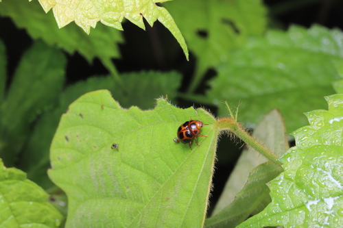 Gonioctena tredecimmaculata