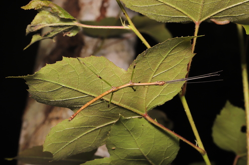 Phraortes stomphax