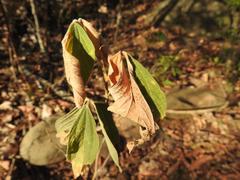 Flemingia grahamiana