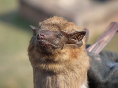 Taphozous longimanus