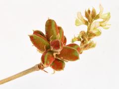 Flemingia grahamiana