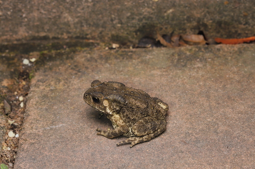 Asian Common Toad
