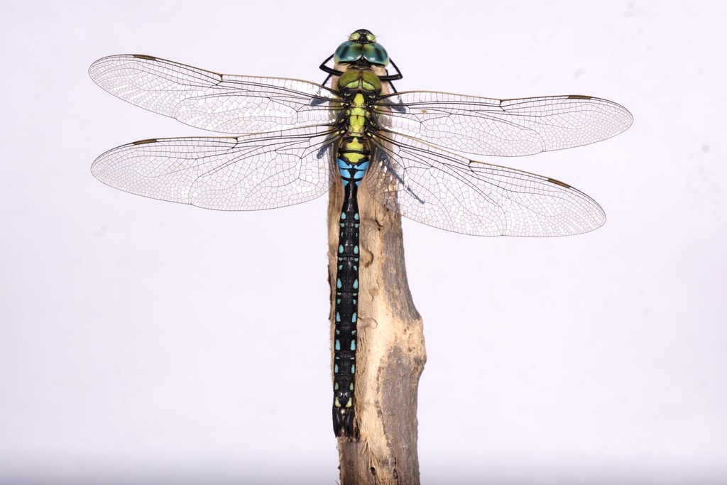 Blue-spotted Emperor