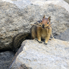 Cascade Golden-Mantled Ground Squirrel photo 5