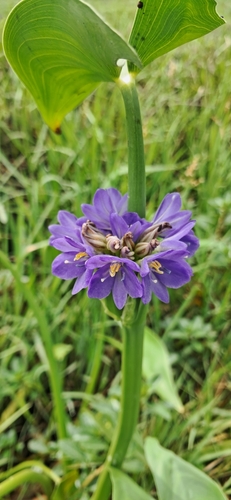 Pontederia hastata, photograph 3