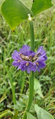 Pontederia hastata, photograph Sandipan Das, CC BY, iNaturalist via GBIF