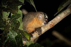 Aotus nigriceps