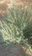 Salsoleae