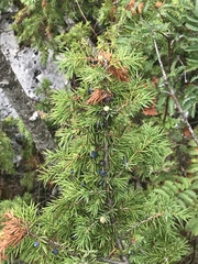 Juniperus communis communis