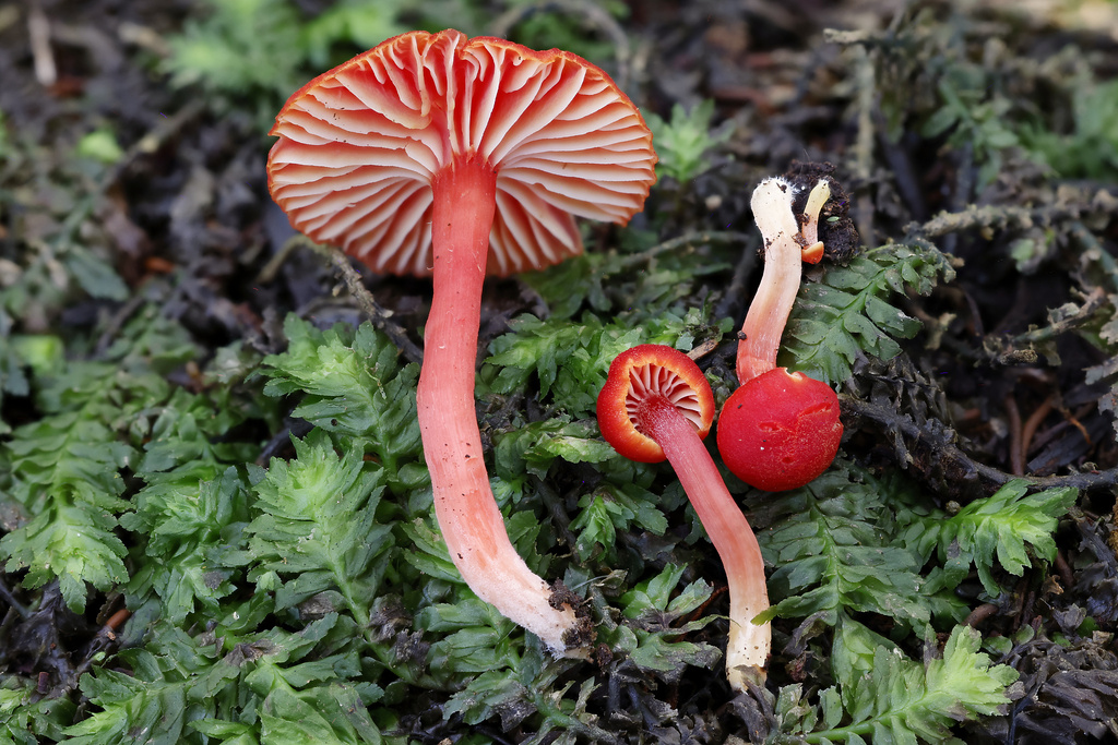Hygrocybe