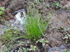 Isolepis sepulcralis