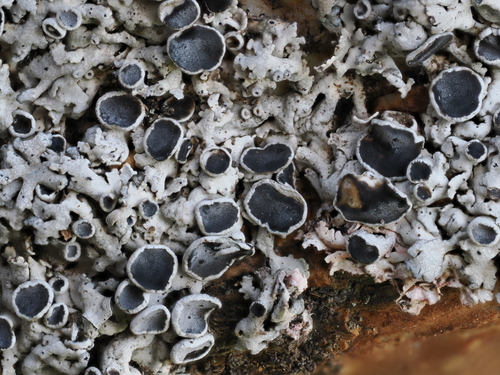 iNaturalist observation photo of Common Lichens