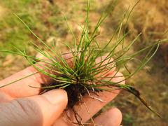 Isolepis sepulcralis