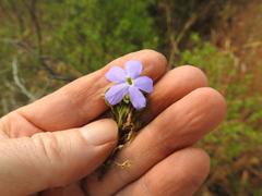 Jamesbrittenia grandiflora