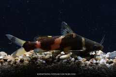 Bumble Bee Catfish photo 1