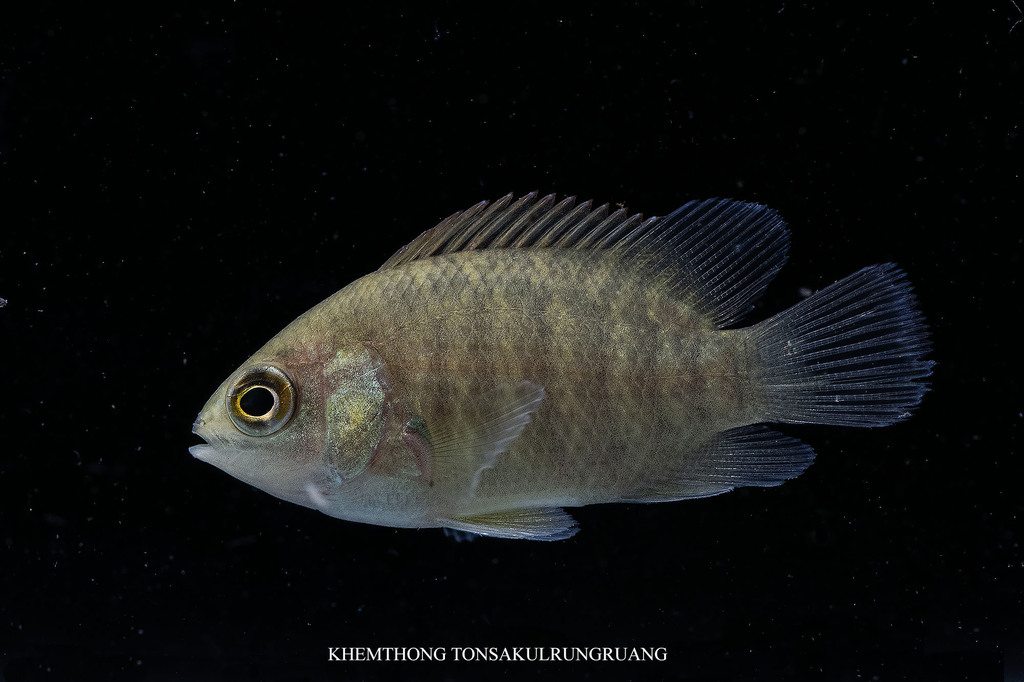 Malayan Leaffish