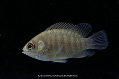 Malayan Leaffish photo 1