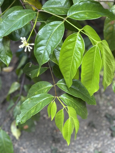 Phaleria nisidae observed 2025-04-16