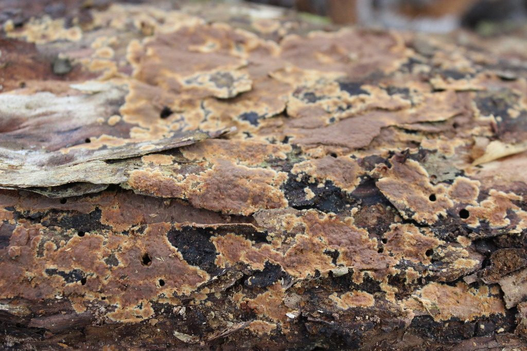 Hymenochaete rhabarbarina
