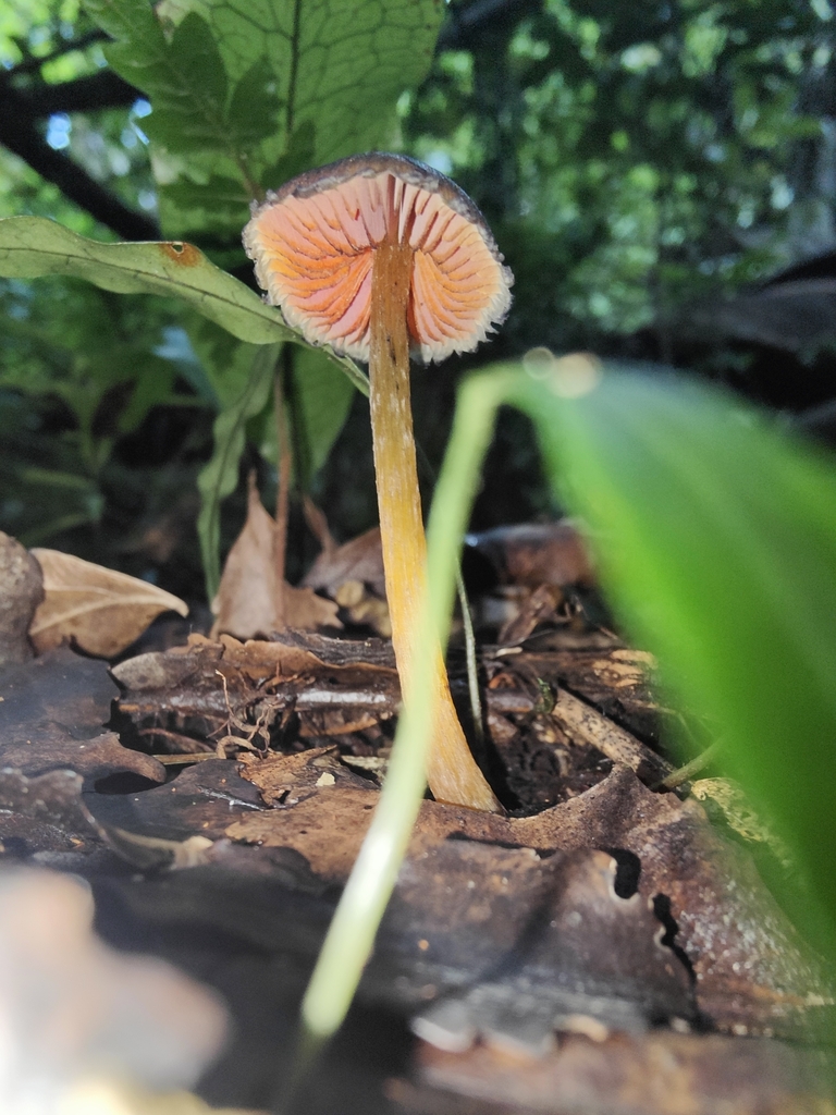 Hygrocybe astatogala · May 2025 · photo: © daevro (iNaturalist, cc-by)