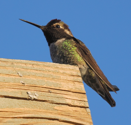iNaturalist observation photo of Anna's Hummingbird