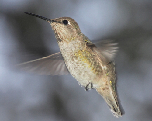 iNaturalist observation photo of Anna's Hummingbird