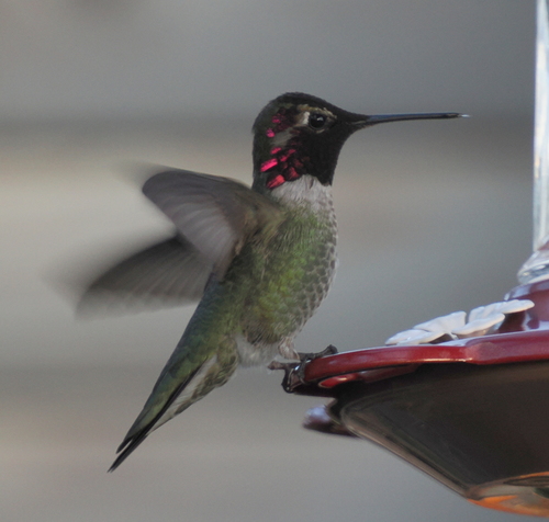 iNaturalist observation photo of Anna's Hummingbird