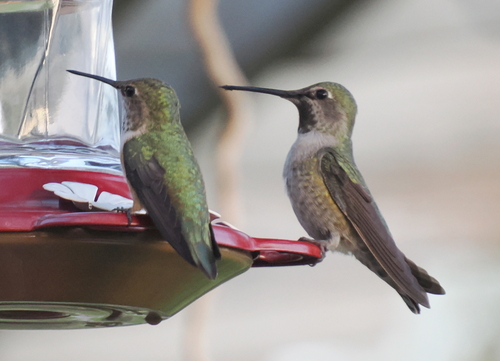 iNaturalist observation photo of Anna's Hummingbird