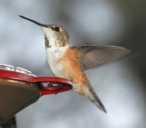 iNaturalist observation photo of Rufous Hummingbird