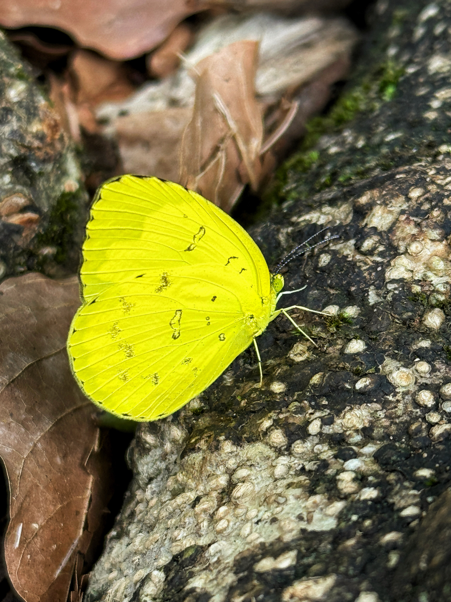 Three-Spot Grass Yellow