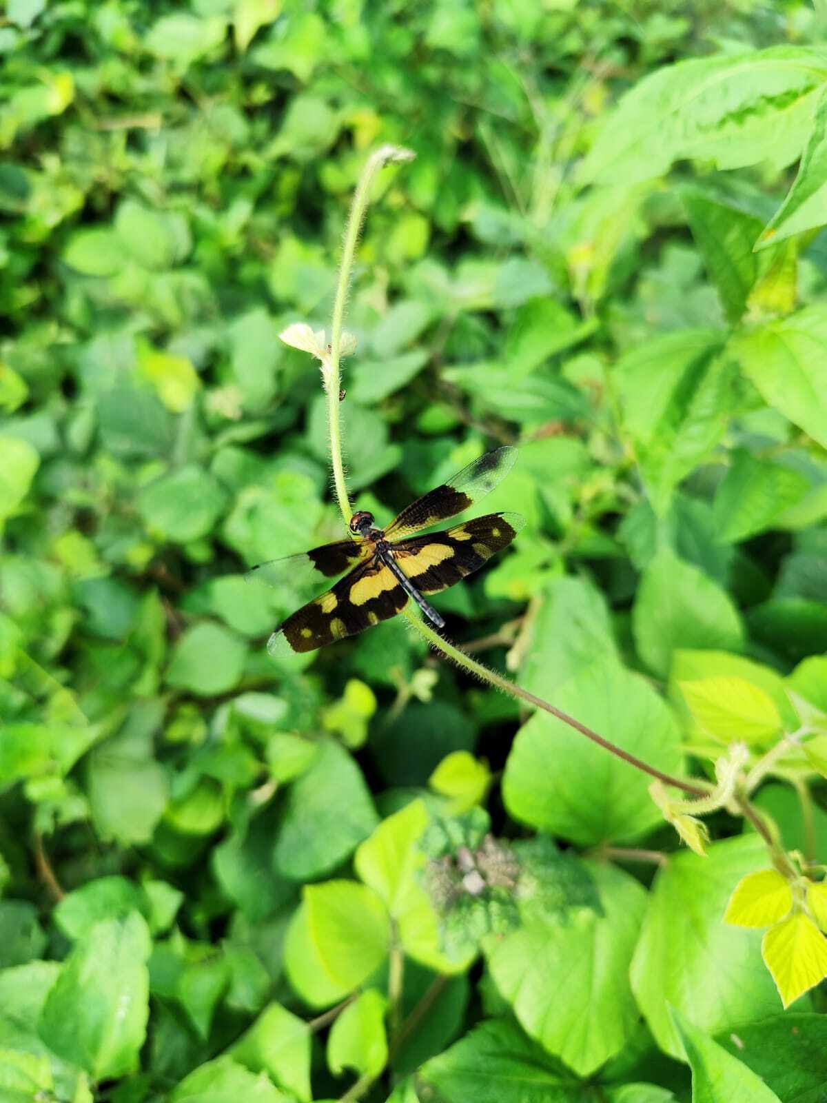 Common Picture Wing