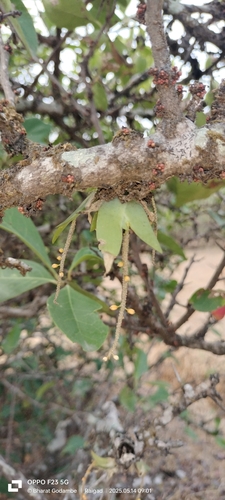Falconer's Oberonia (Oberonia falconeri)