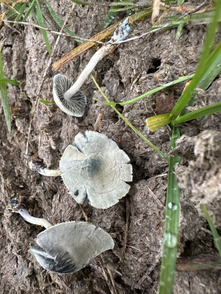Panaeolus cyanescens · May 2025 · photo: © prossington (iNaturalist, cc-by)
