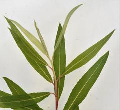 Salix mucronata woodii