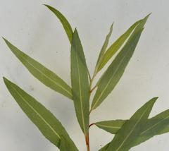 Salix mucronata woodii