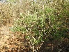 Salix mucronata woodii