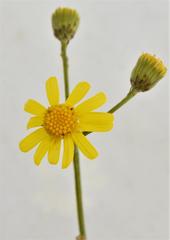 Senecio polyanthemoides