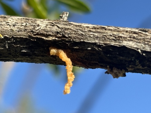 iNaturalist observation photo of coyote brush rust