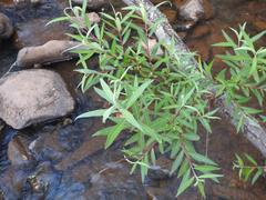 Salix mucronata woodii