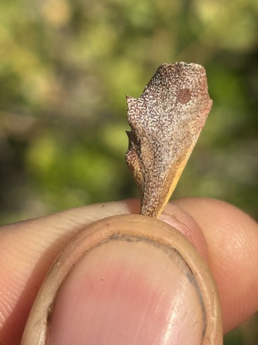 iNaturalist observation photo of Basidiomycete Fungi