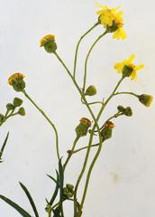 Senecio polyanthemoides