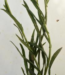 Senecio polyanthemoides